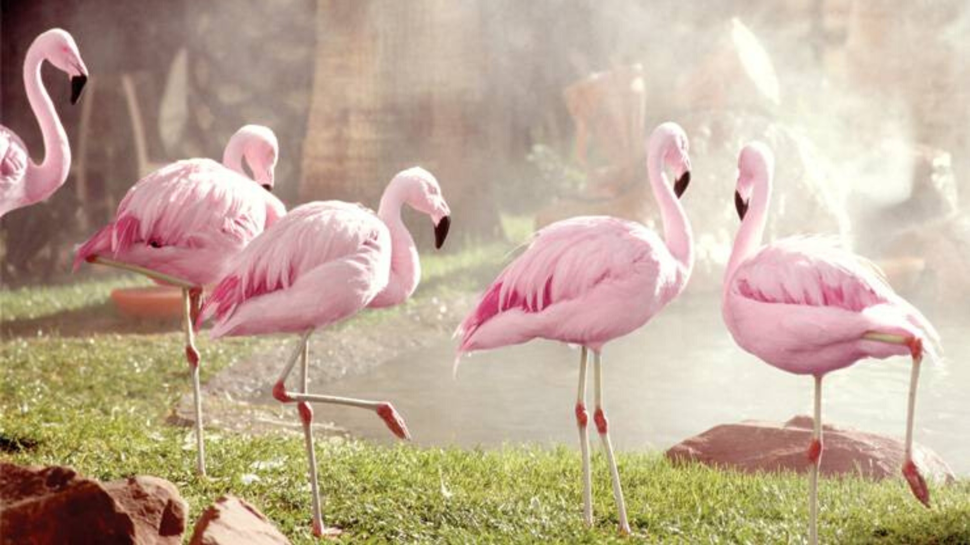 [JADE] The Wildlife Habitat at Flamingo Las Vegas